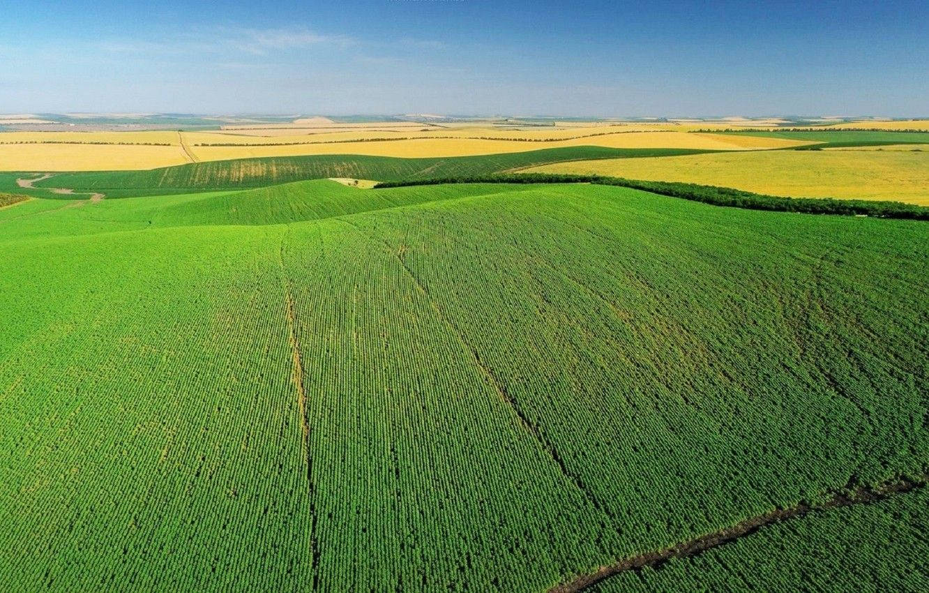 Moldova Vineyard Field