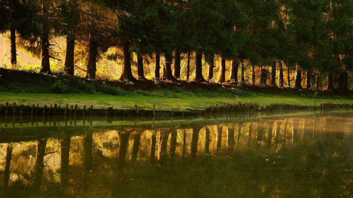 Moldovas River Forest Wallpaper