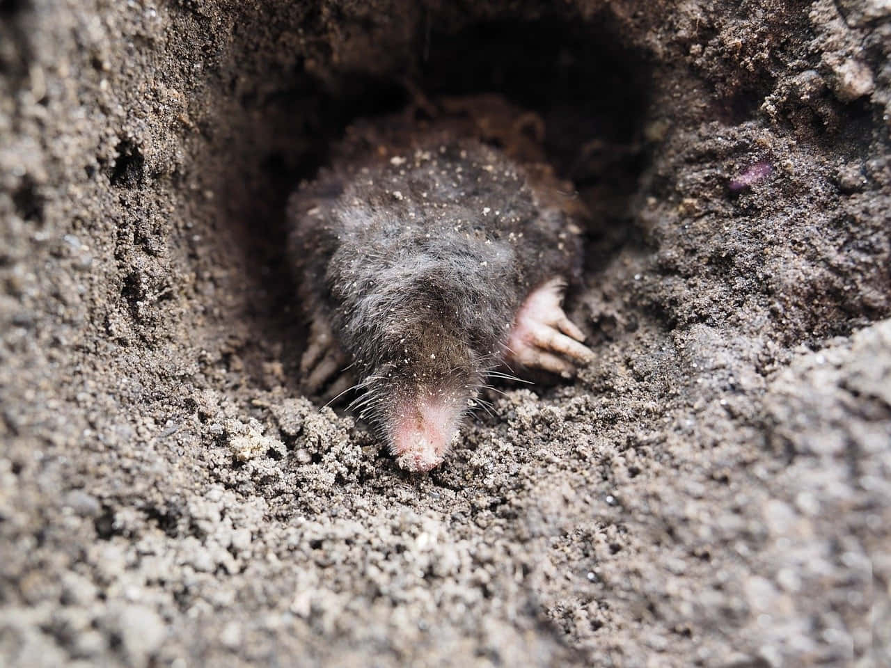 Mole Emerging From Burrow.jpg Wallpaper