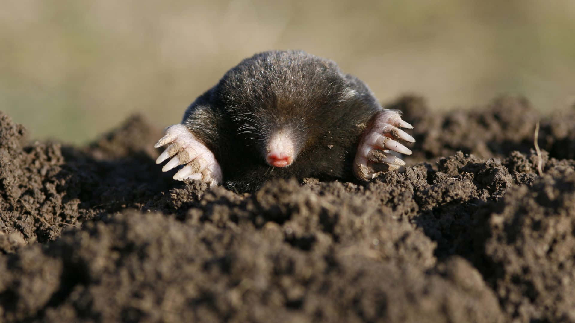 Mole Emerging From Earth.jpg Wallpaper