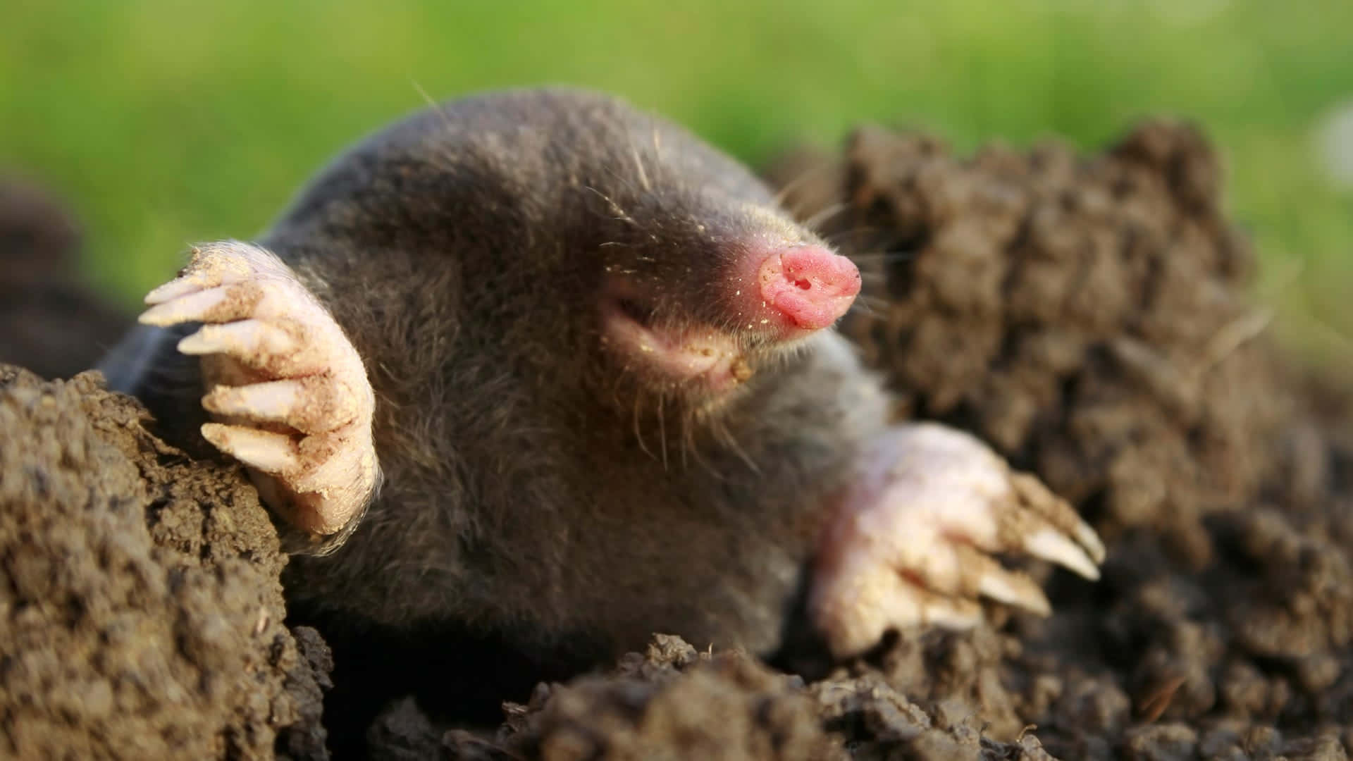 Mole Emerging From Ground Wallpaper