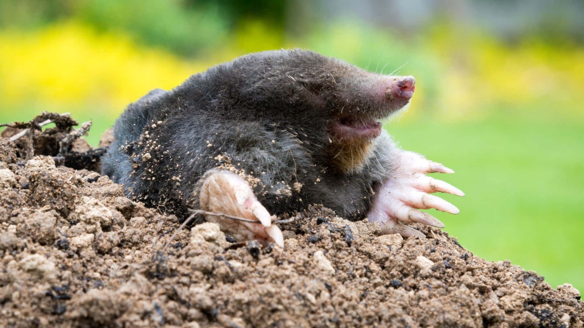 Mole Emerging From Ground Wallpaper