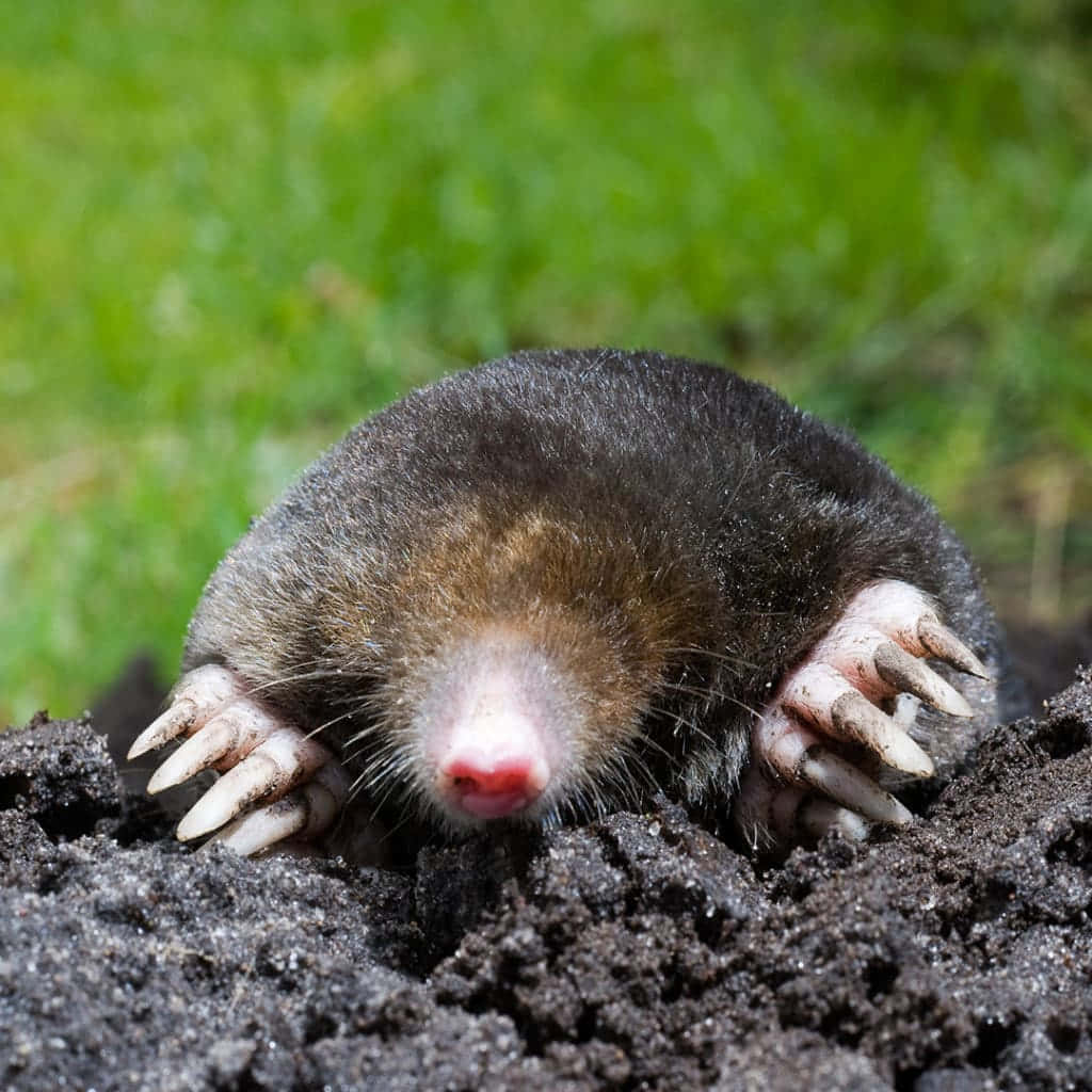 Mole Emerging From Ground Wallpaper
