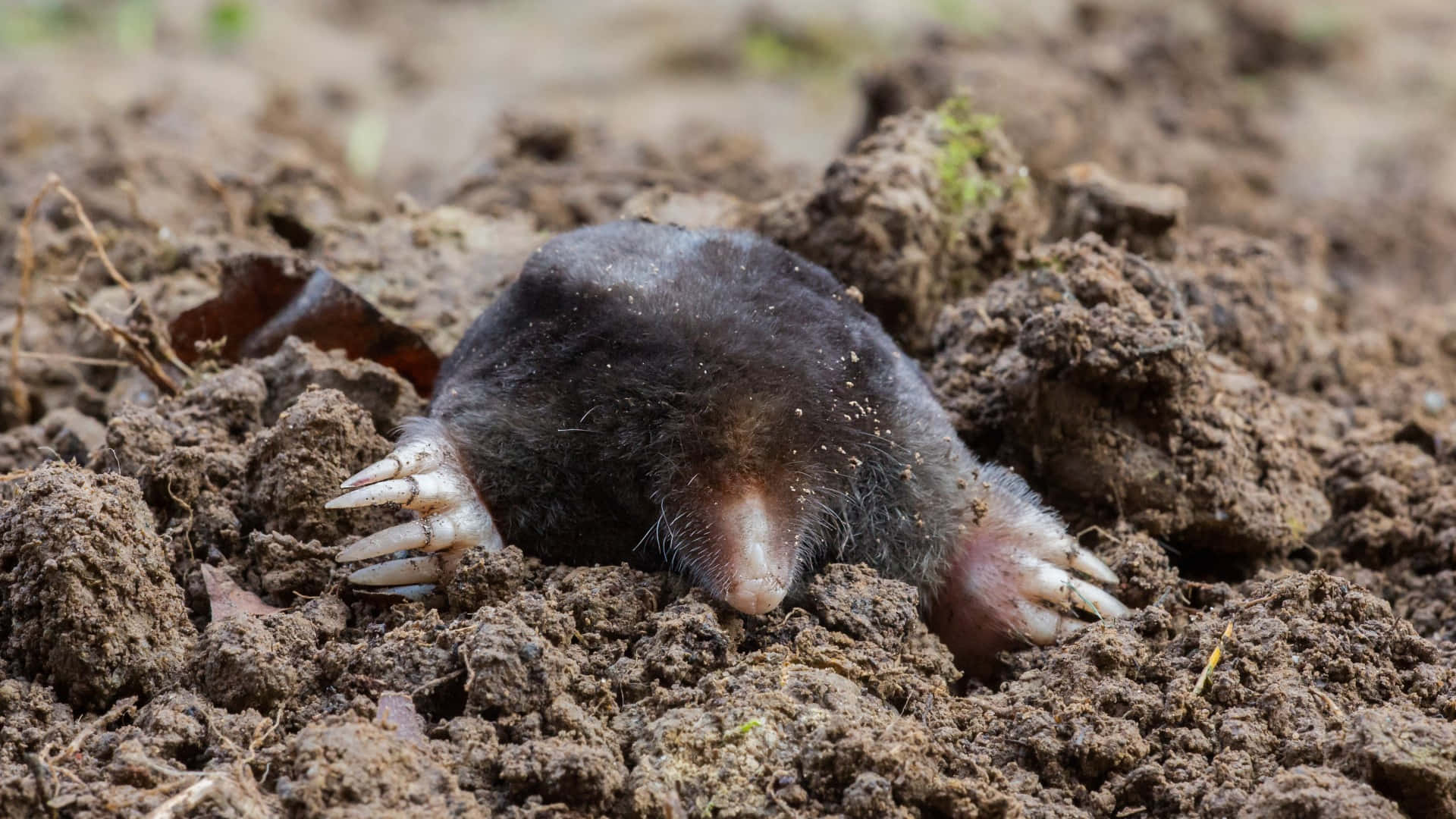 Mole Emerging From Ground.jpg Wallpaper