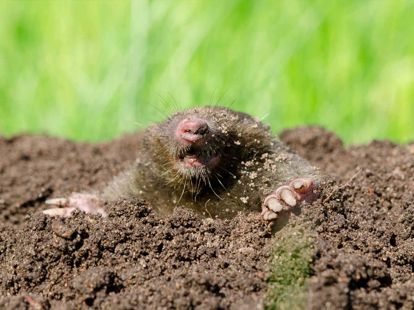 Download Mole Emerging From Ground.jpg Wallpaper | Wallpapers.com