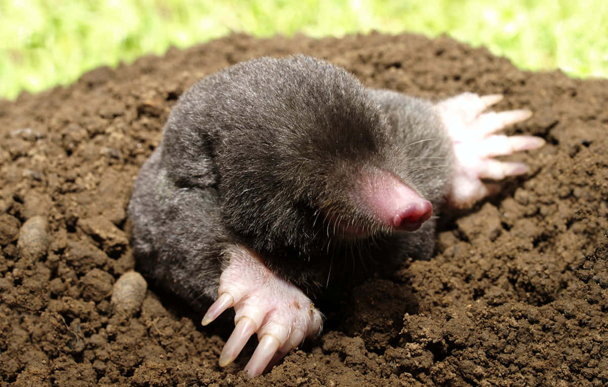 Mole Emerging From Ground.jpg Wallpaper