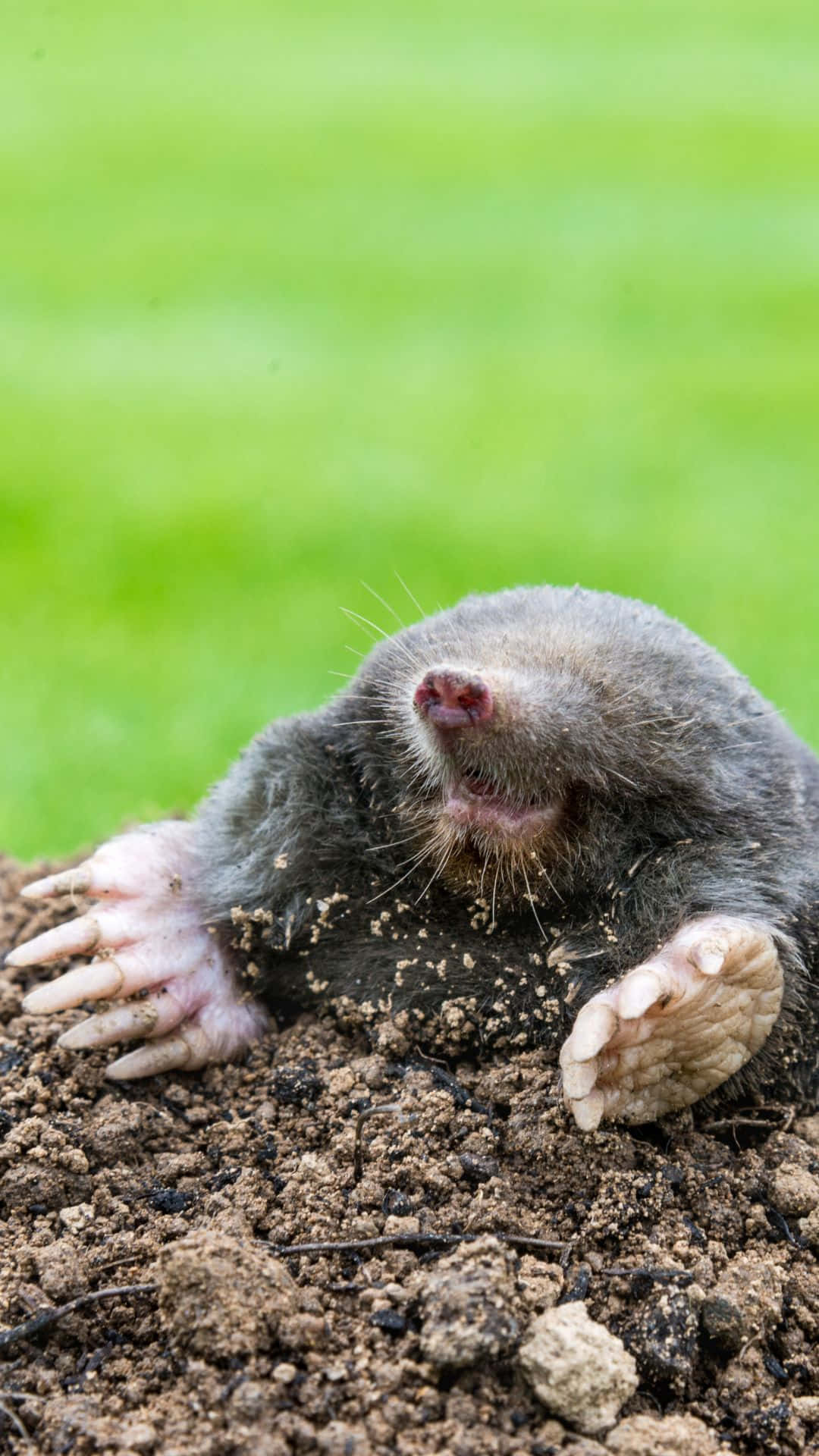 Mole_ Emerging_ From_ Ground.jpg Wallpaper