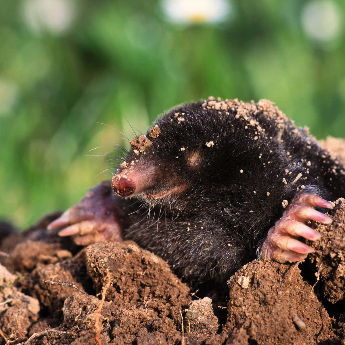 Mole Emerging From Ground.jpg Wallpaper