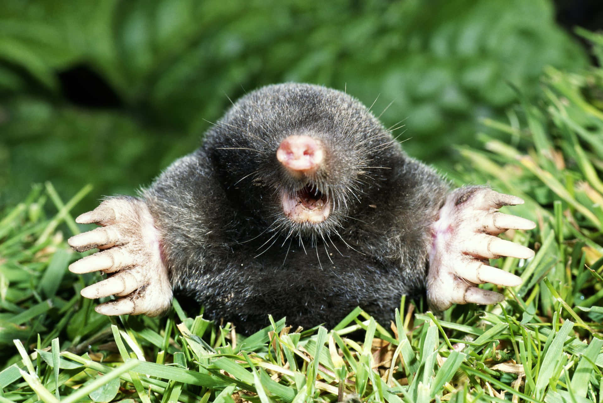 Mole Emerging From Ground.jpg Wallpaper