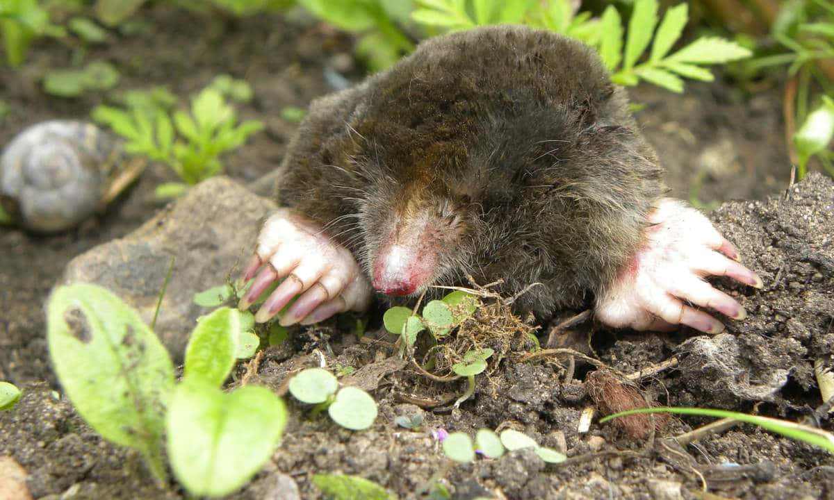 Mole Emerging From Ground.jpg Wallpaper