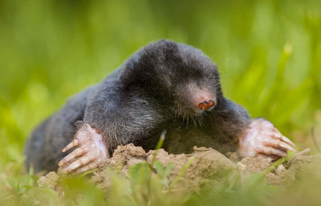 Mole Emerging From Ground.jpg Wallpaper