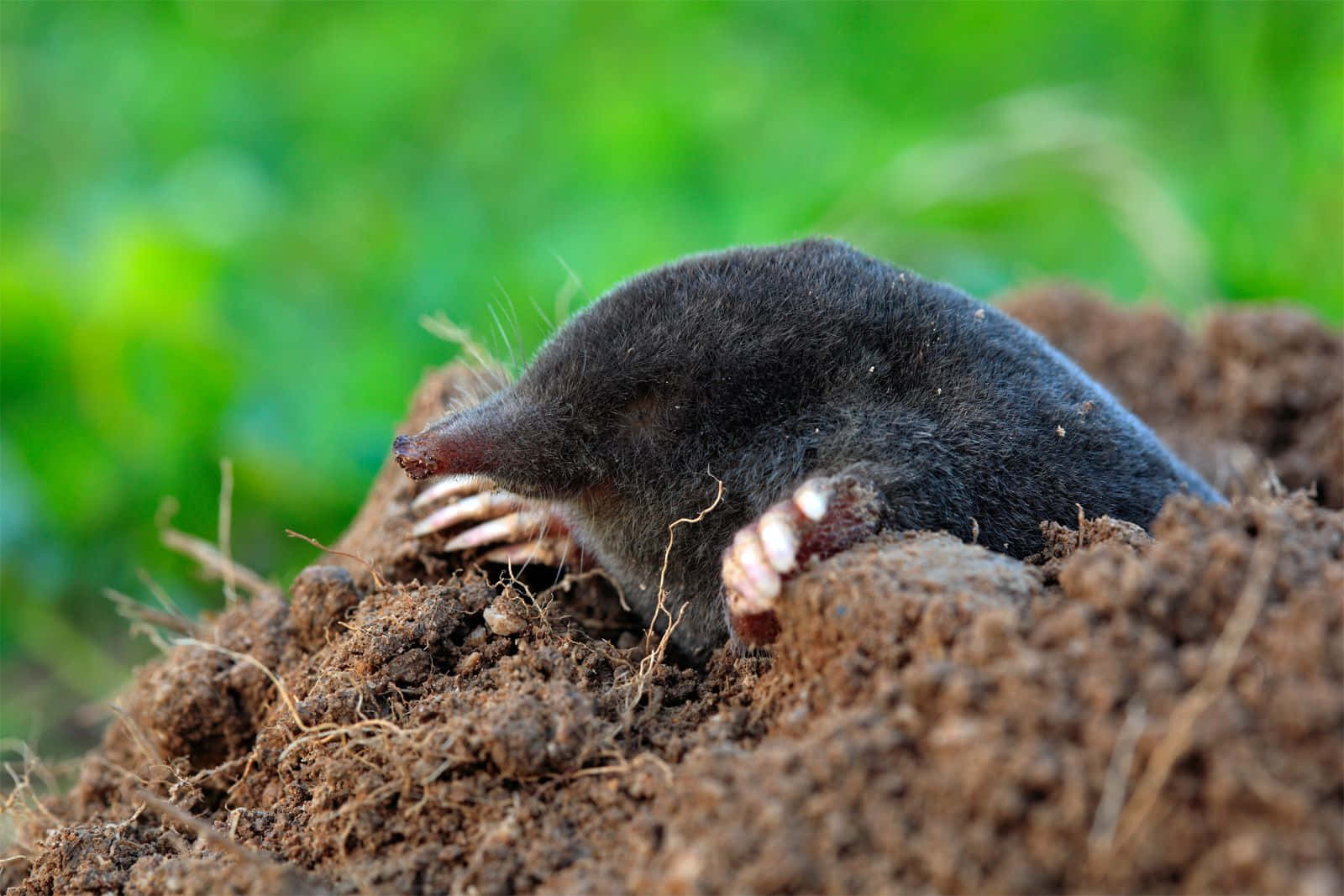 Mole Emerging From Ground.jpg Wallpaper