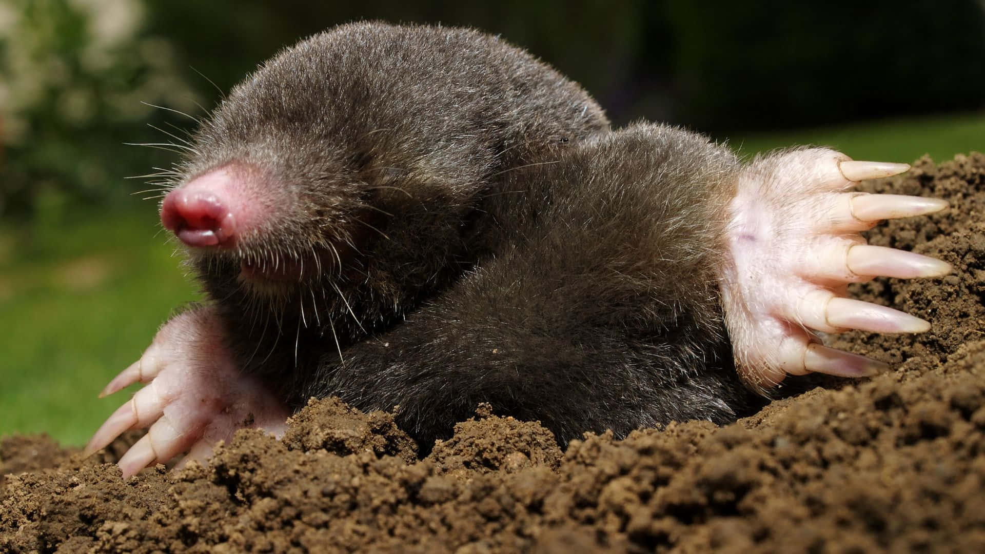 Mole Emerging From Ground.jpg Wallpaper