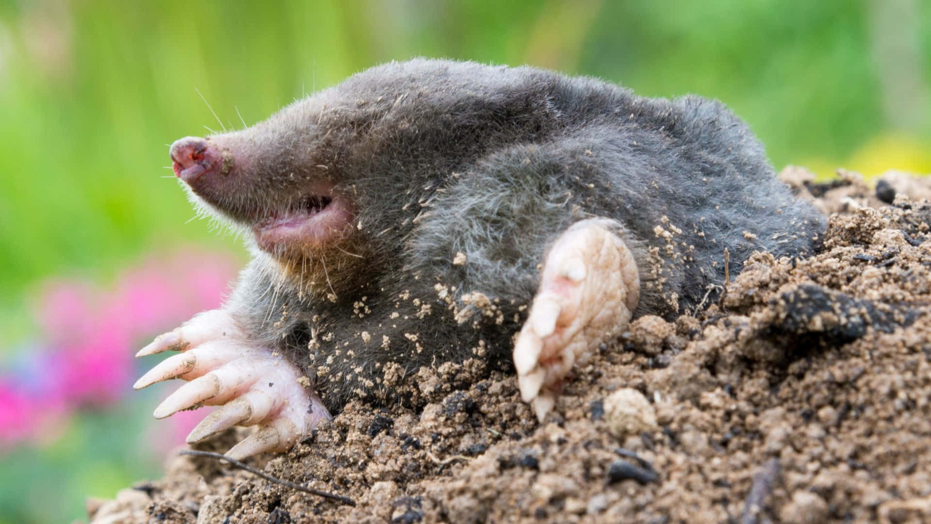 Mole Emerging From Ground.jpg Wallpaper