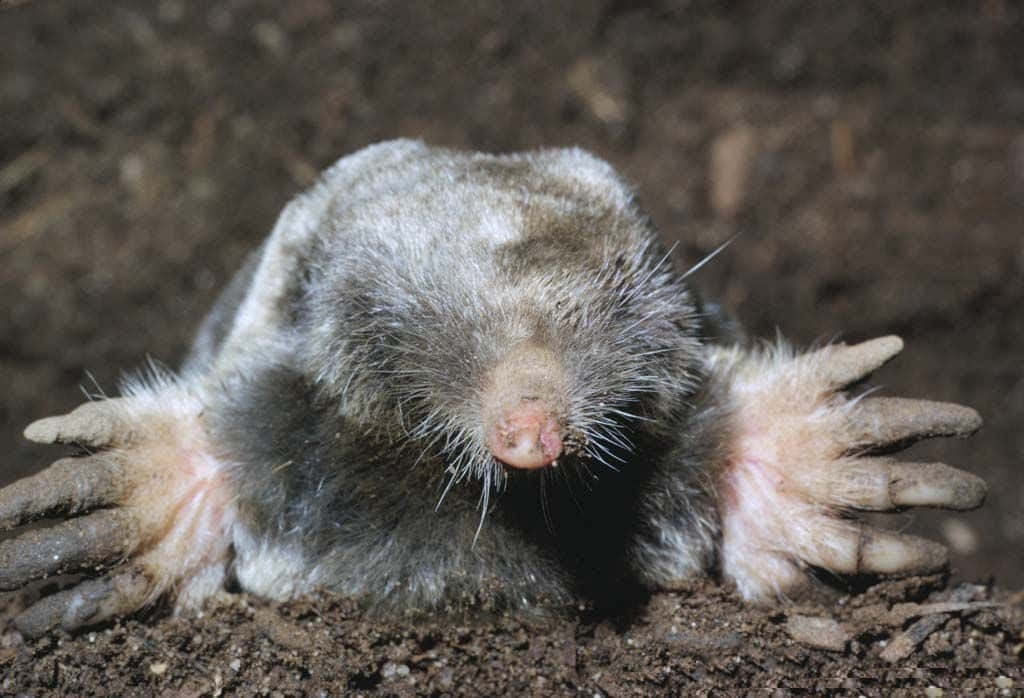 Mole Emerging From Ground Wallpaper