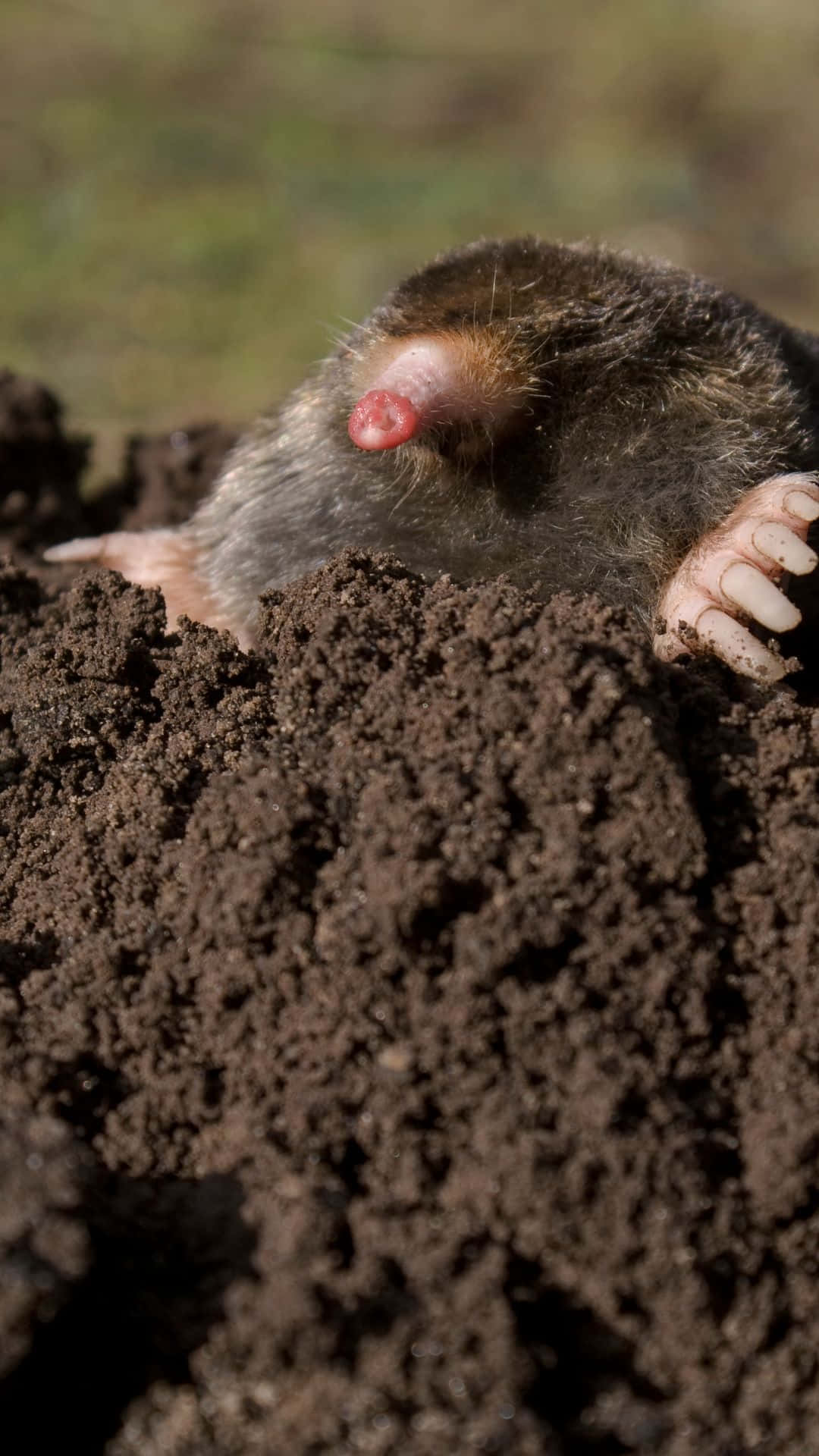 Mole Emerging From Soil Wallpaper