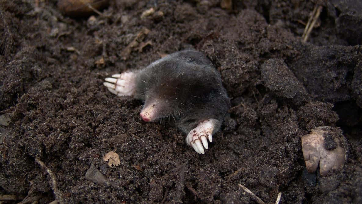 Mole Emerging From Soil Wallpaper