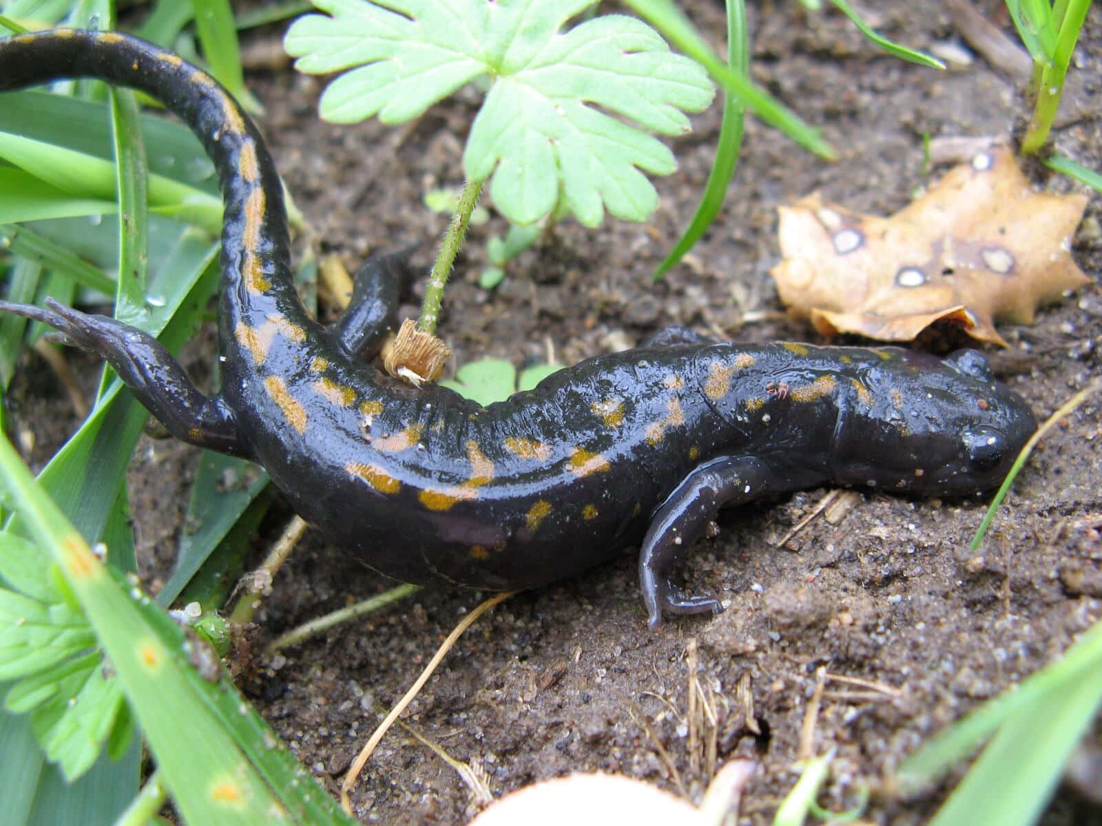 Mole Salamanderin Habitat Wallpaper