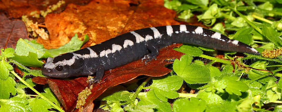 Mole Salamanderin Natural Habitat Wallpaper