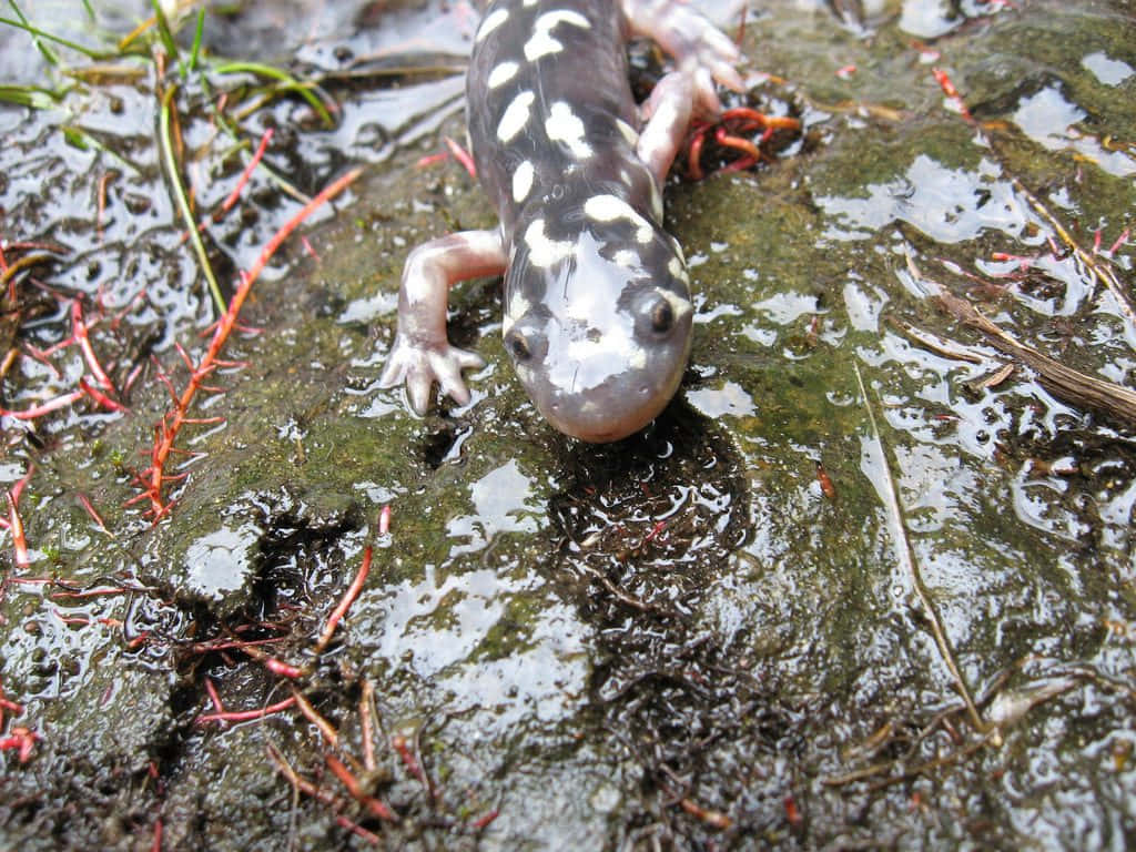 Mole Salamanderin Natural Habitat Wallpaper
