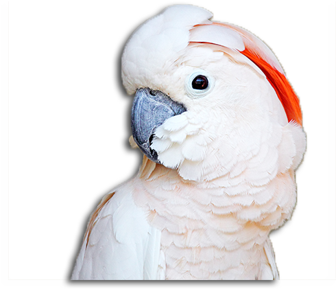 Moluccan Cockatoo Profile PNG