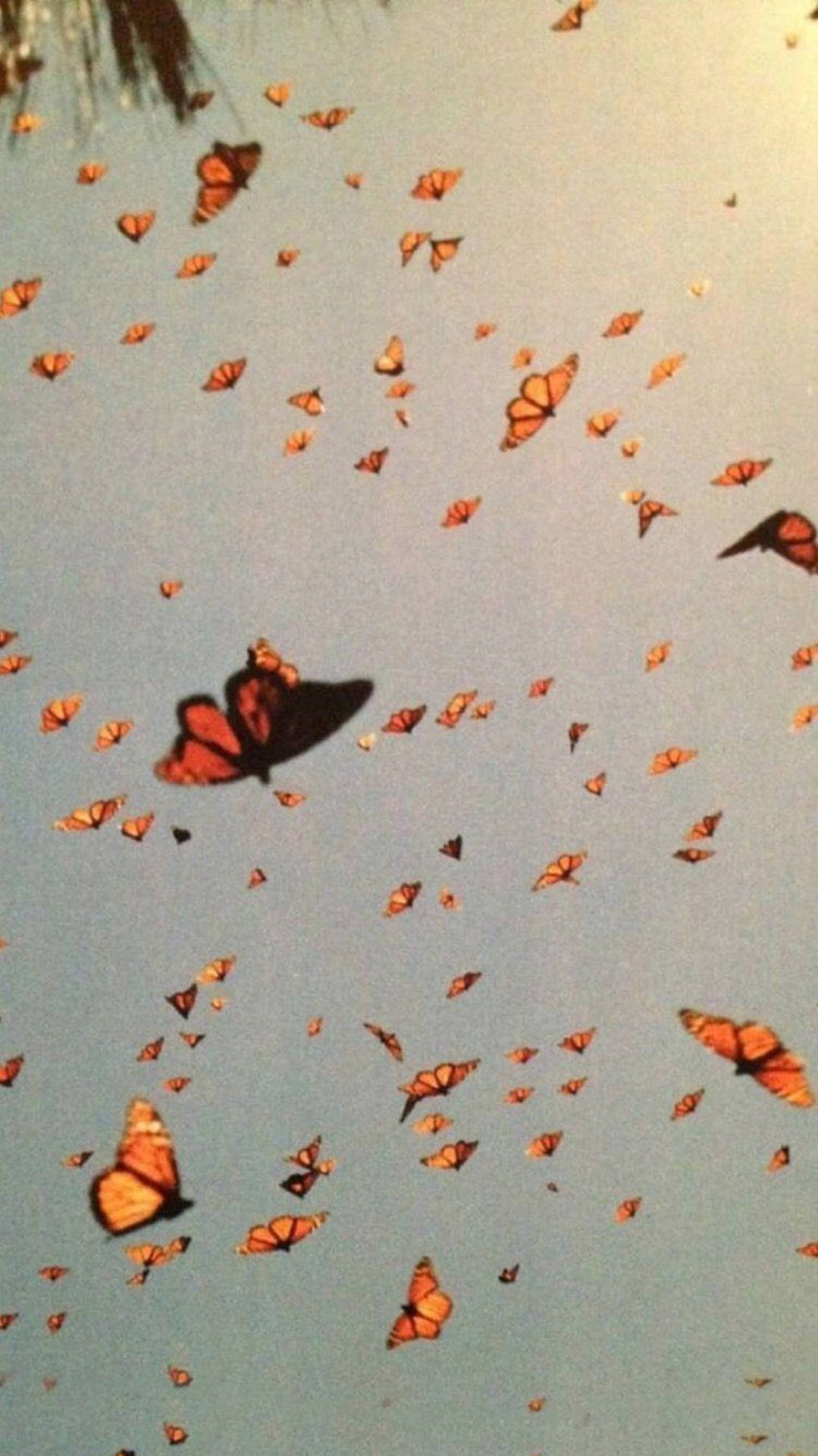 Monarch Butterflies Aesthetic Vsco Wallpaper