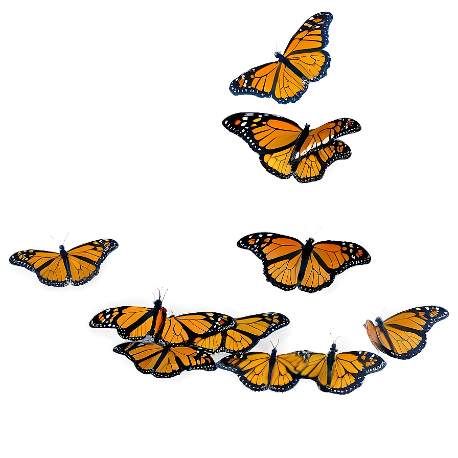 Monarch Butterflies Landing Png Fmq PNG