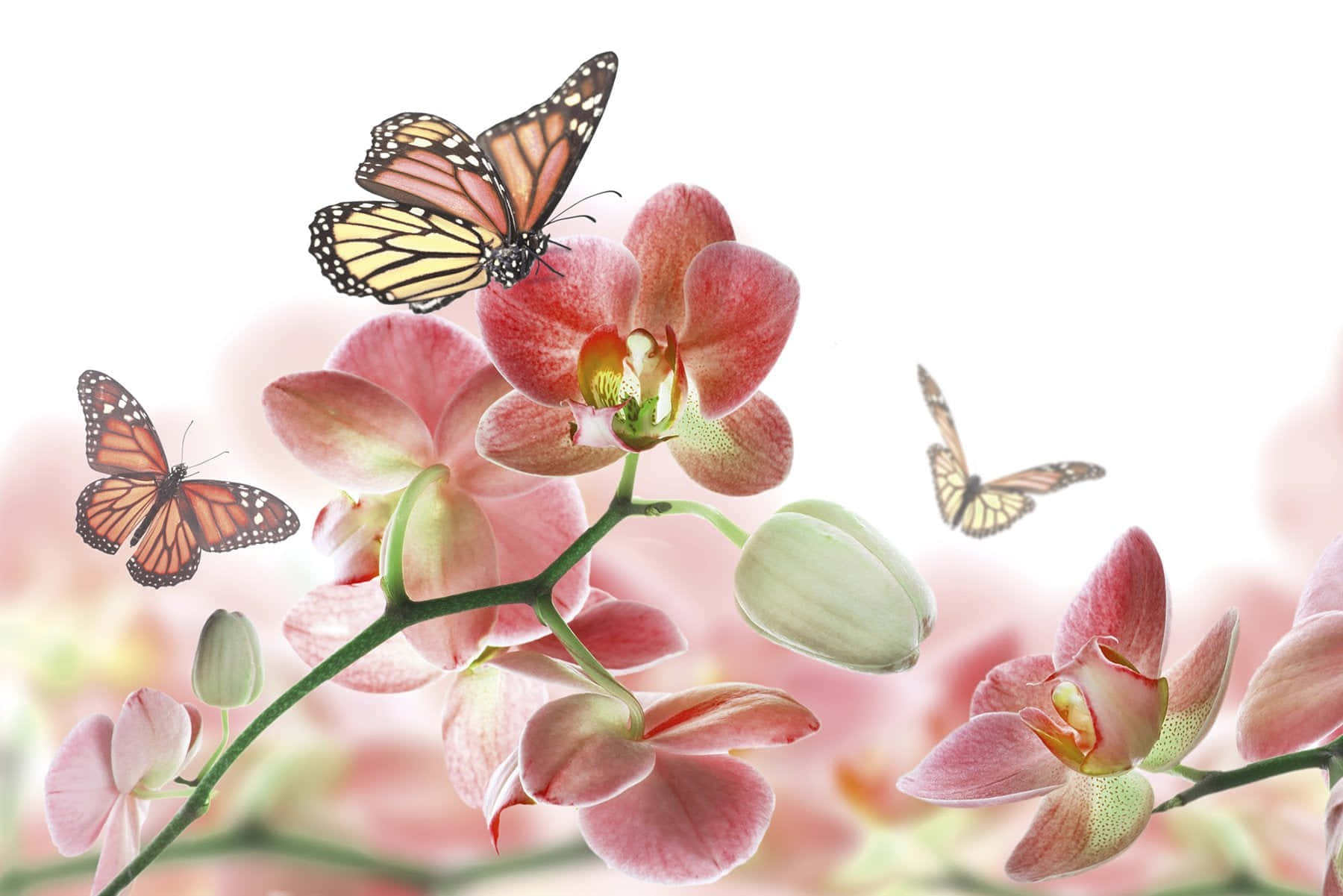 Monarch Butterflies On Pink Orchids Wallpaper