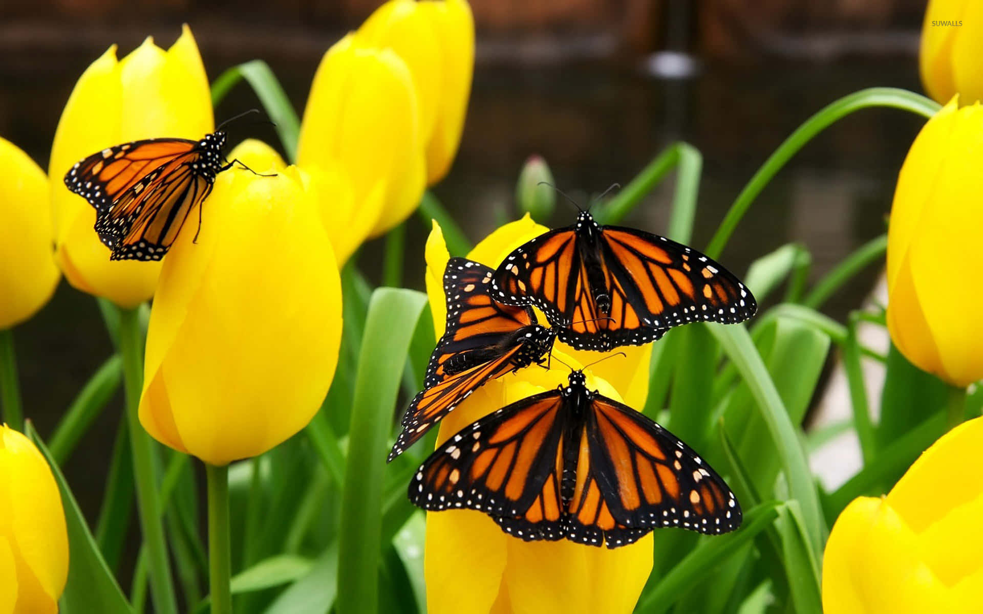 Monarch Butterflies On Yellow Tulips Wallpaper