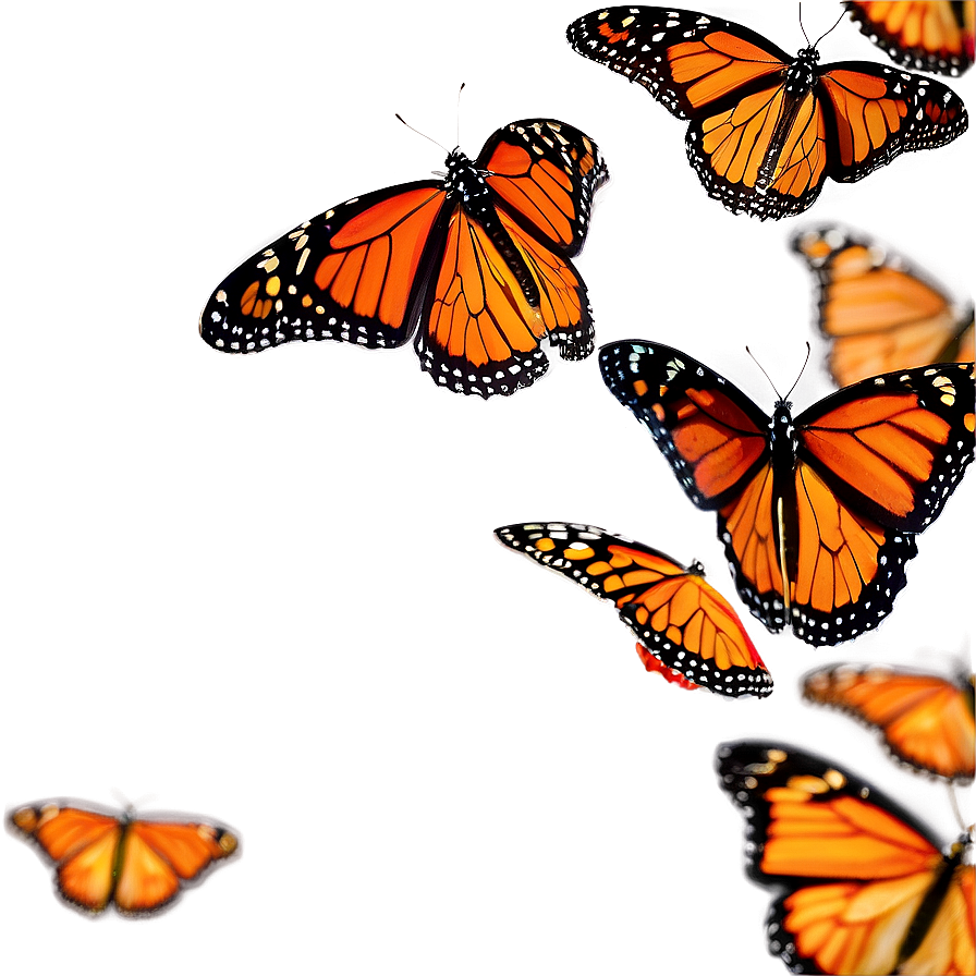 Monarch Butterflies Swarming Png 06252024 PNG