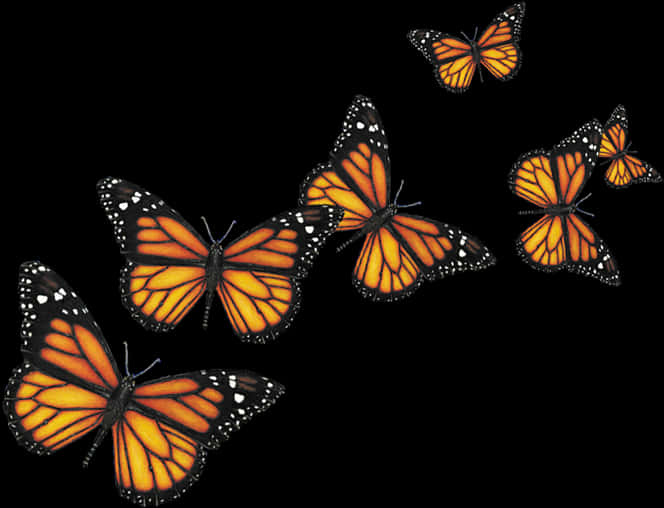 Monarch Butterfliesin Flight PNG