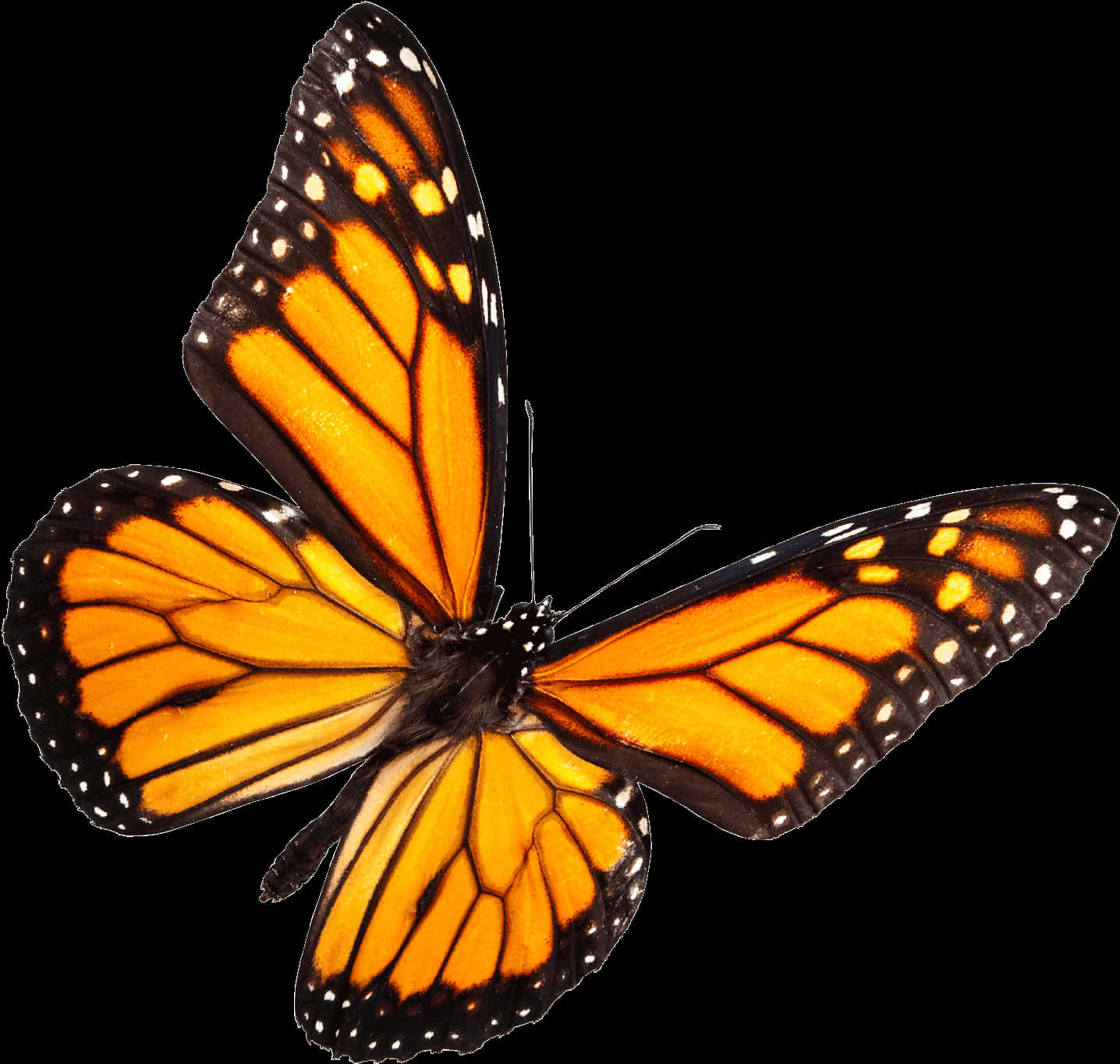 Monarch Butterfly Black Background PNG