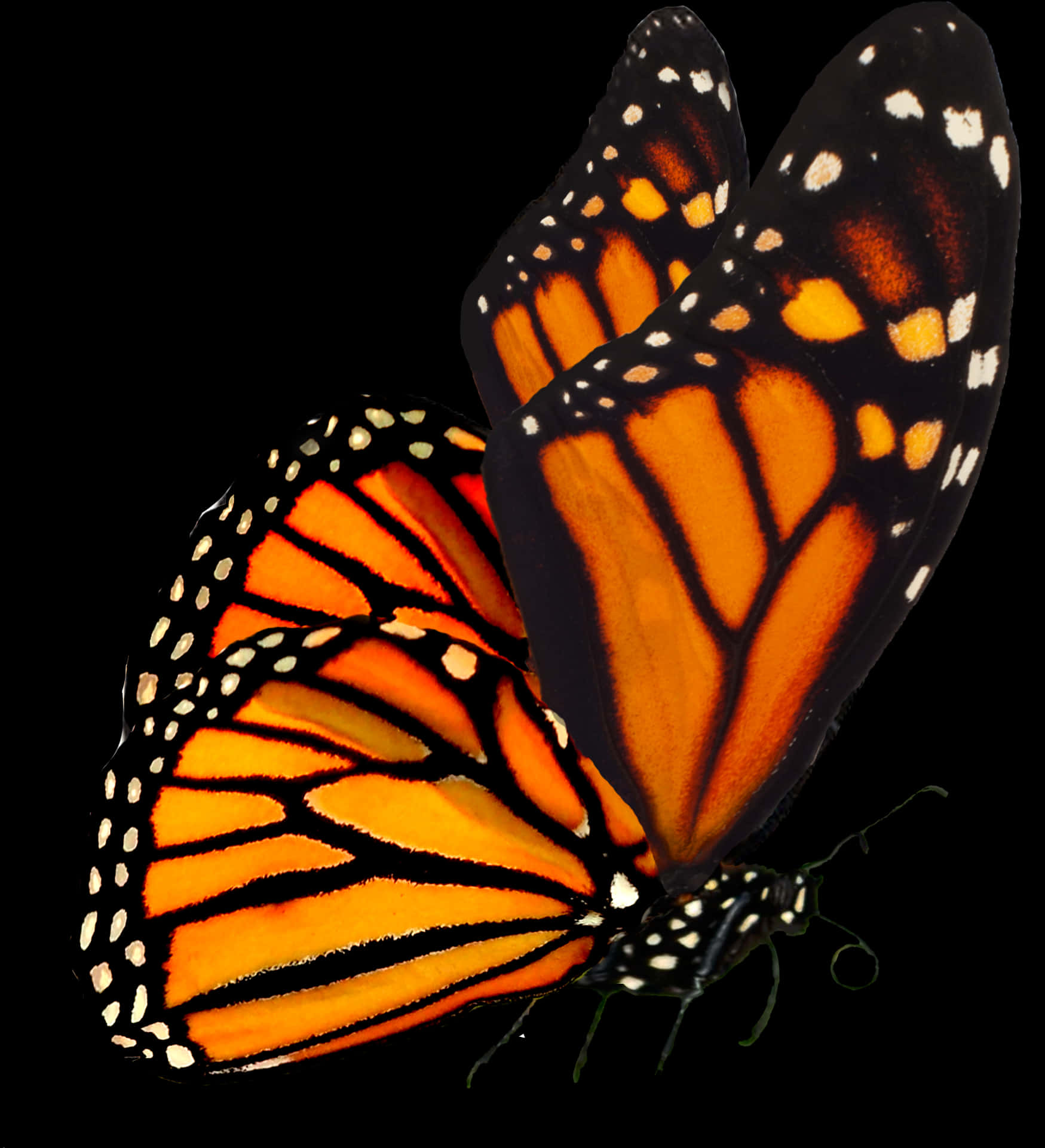 Monarch Butterfly Black Background PNG