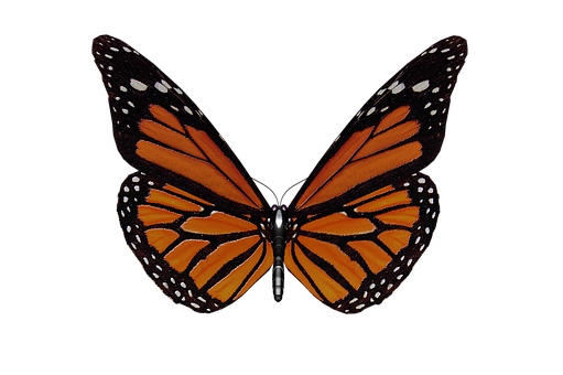Monarch Butterfly Black Background.jpg PNG