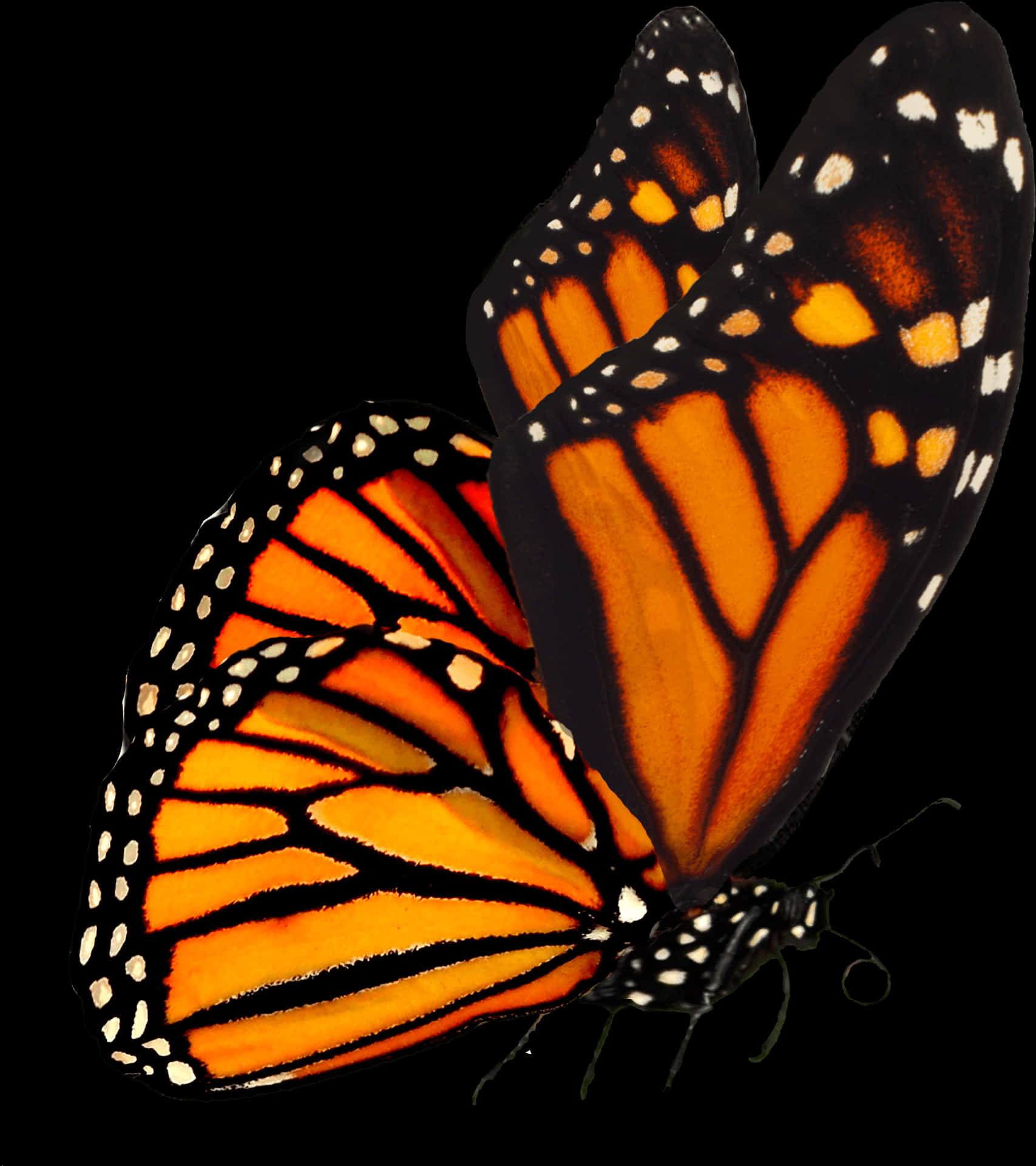 Monarch Butterfly Black Background PNG