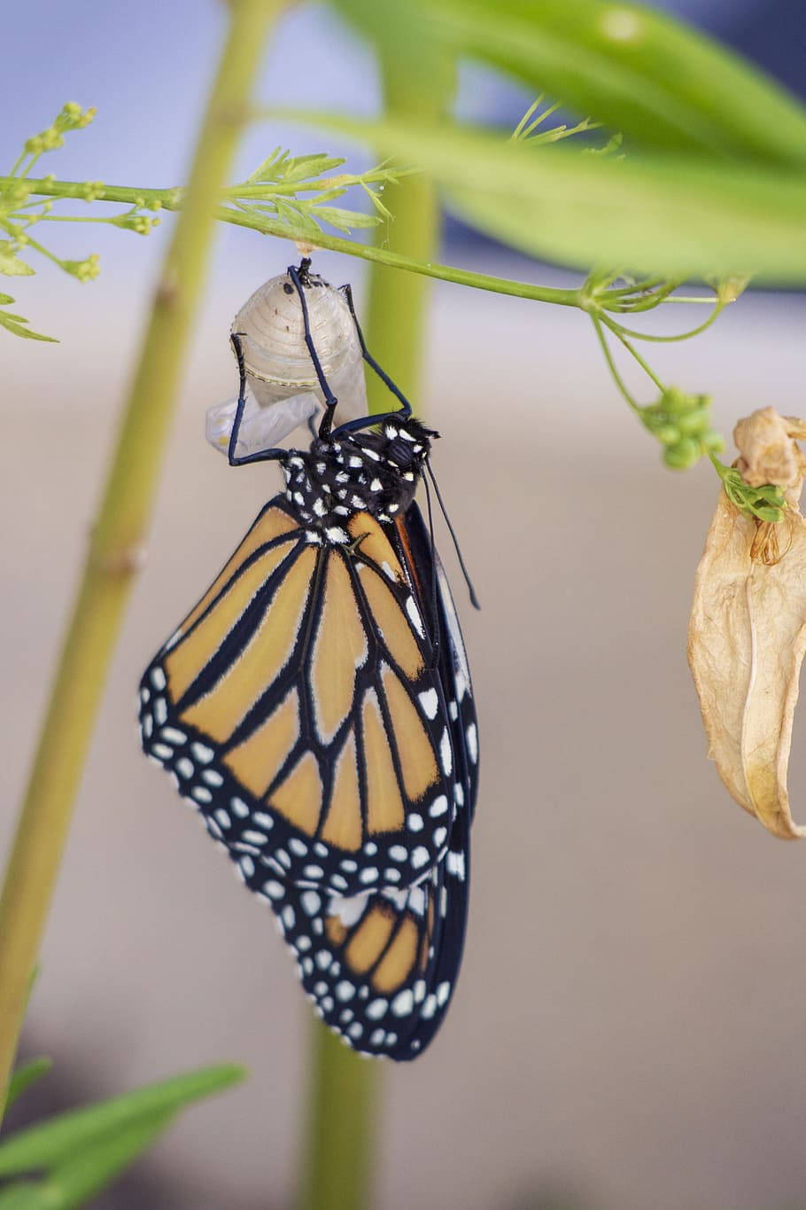Monarch Butterfly Cocoon Wallpaper