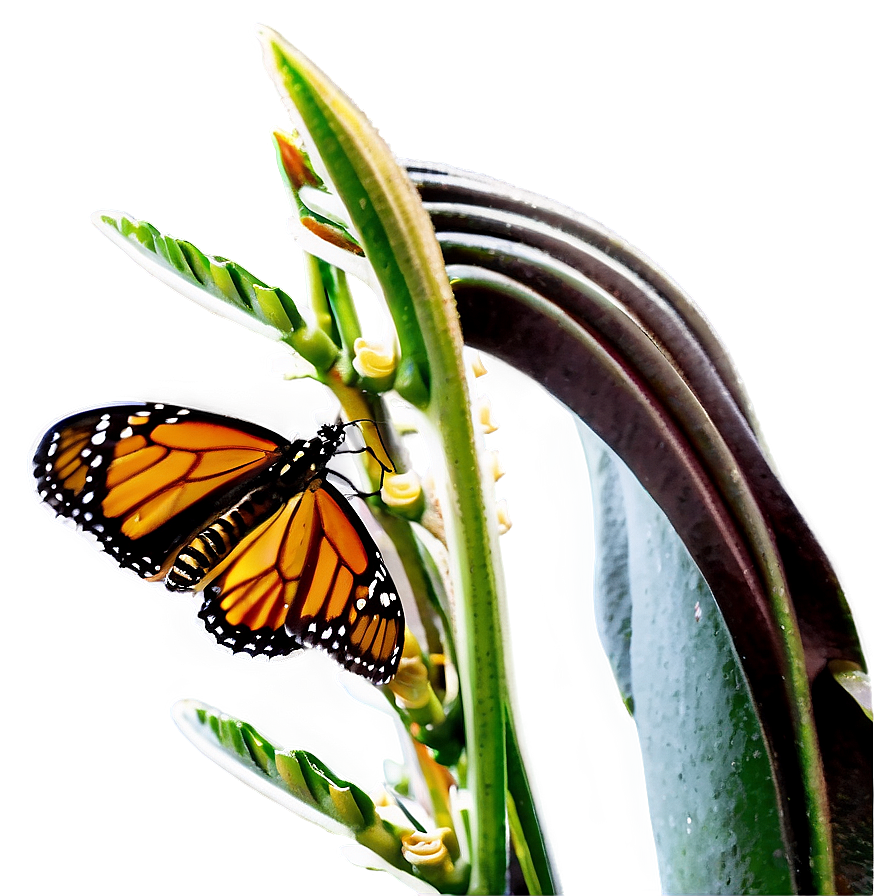 Monarch Butterfly Feeding Png 05252024 PNG