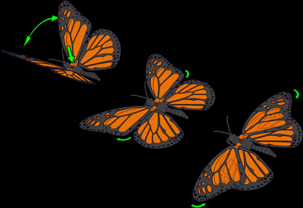 Monarch Butterfly Flight Sequence PNG