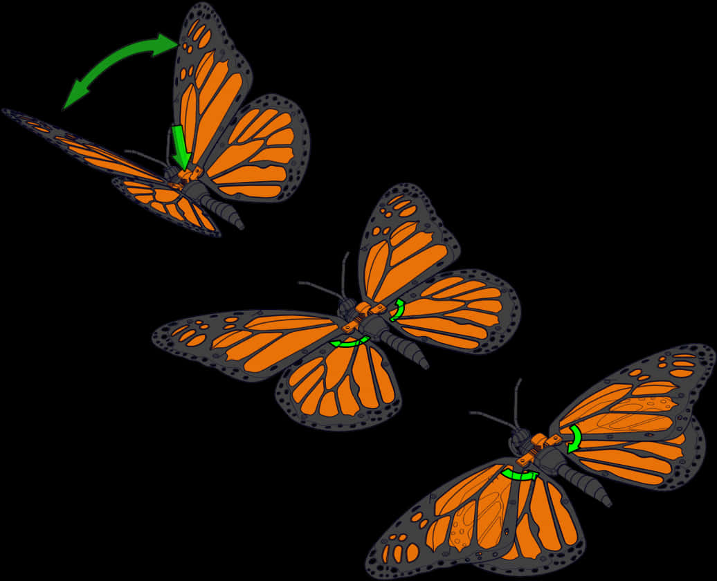 Monarch Butterfly Flight Sequence PNG