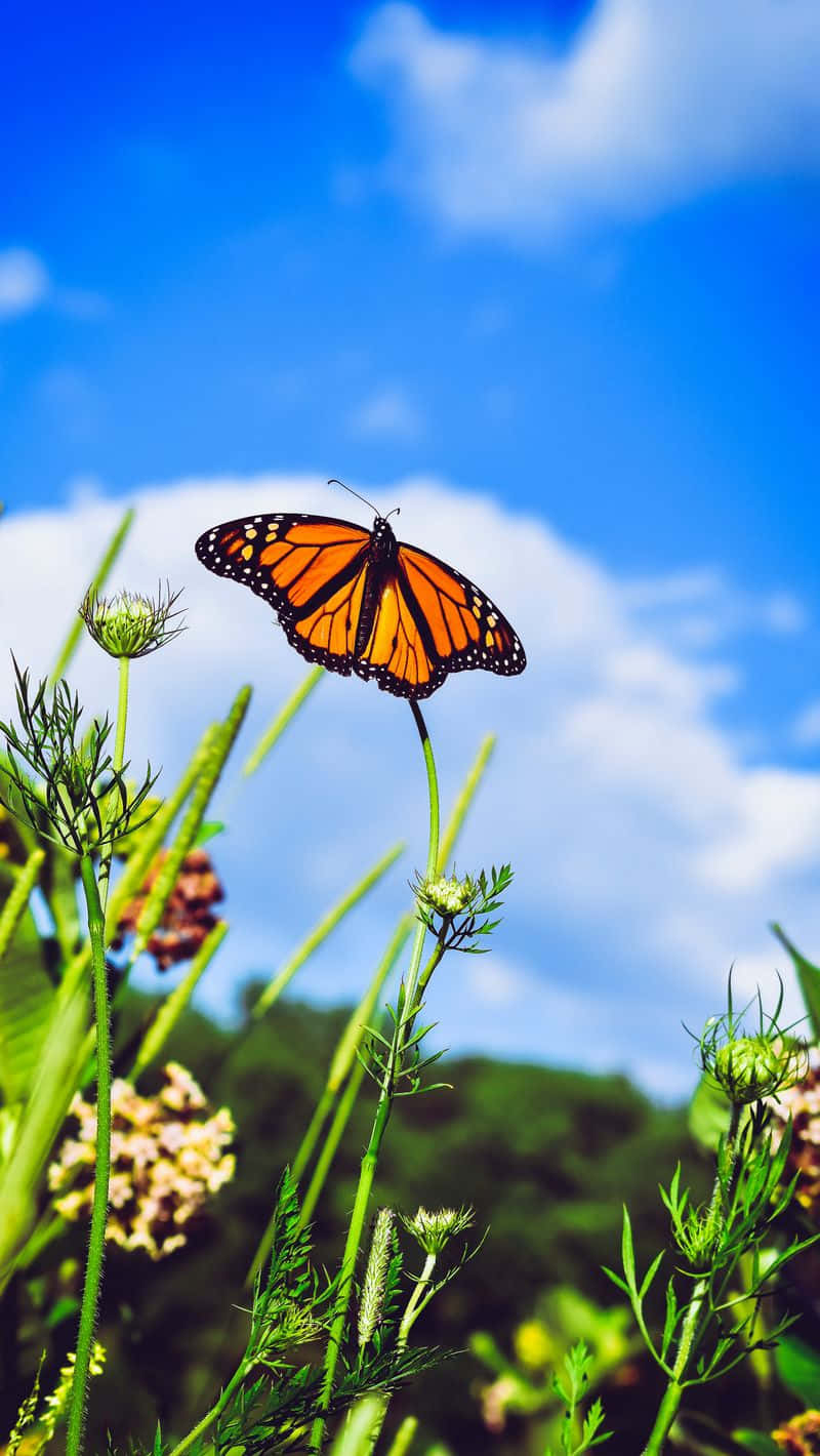 Monarch Butterfly Flying In The Sky Wallpaper