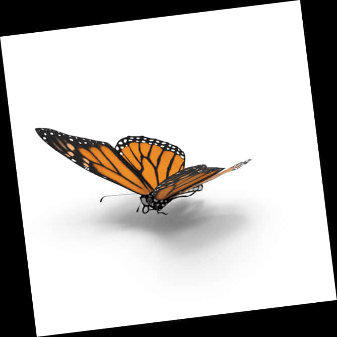 Monarch Butterfly Graceful Pose PNG