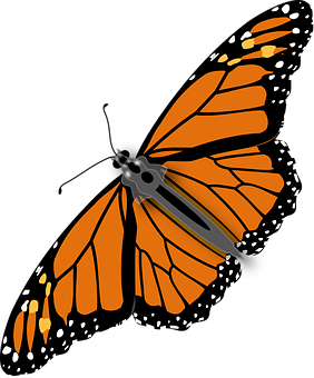 Monarch Butterfly Illustration PNG