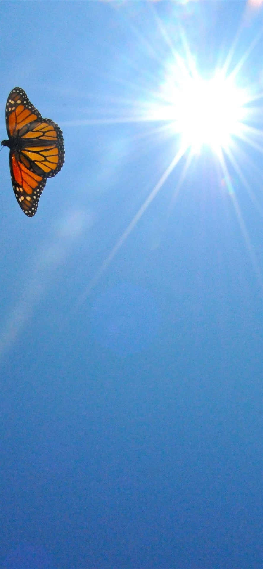 Monarch Butterfly In Blue Sunny Sky Wallpaper