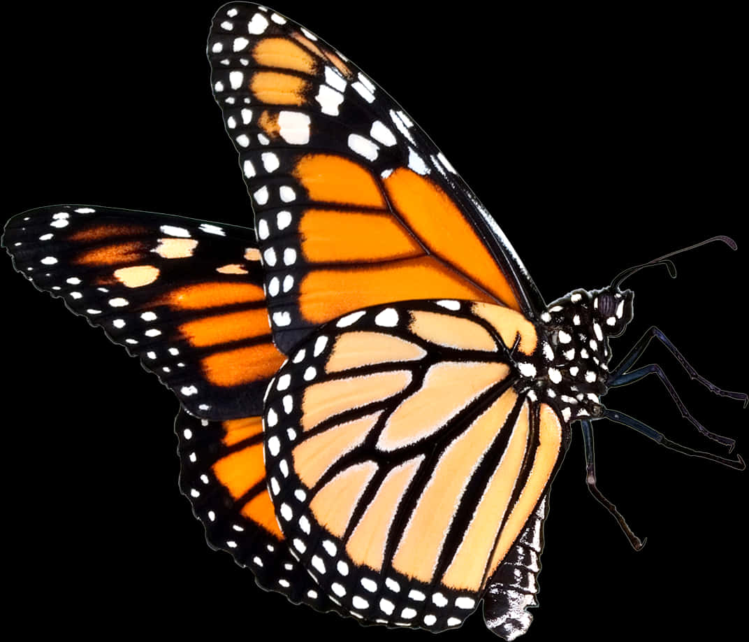 Monarch Butterfly Isolatedon Black PNG