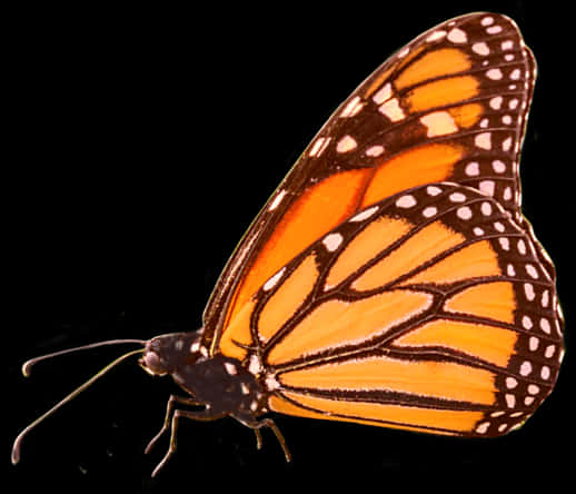 Monarch Butterfly Isolatedon Black PNG