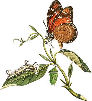 Monarch Butterfly Life Cycle PNG