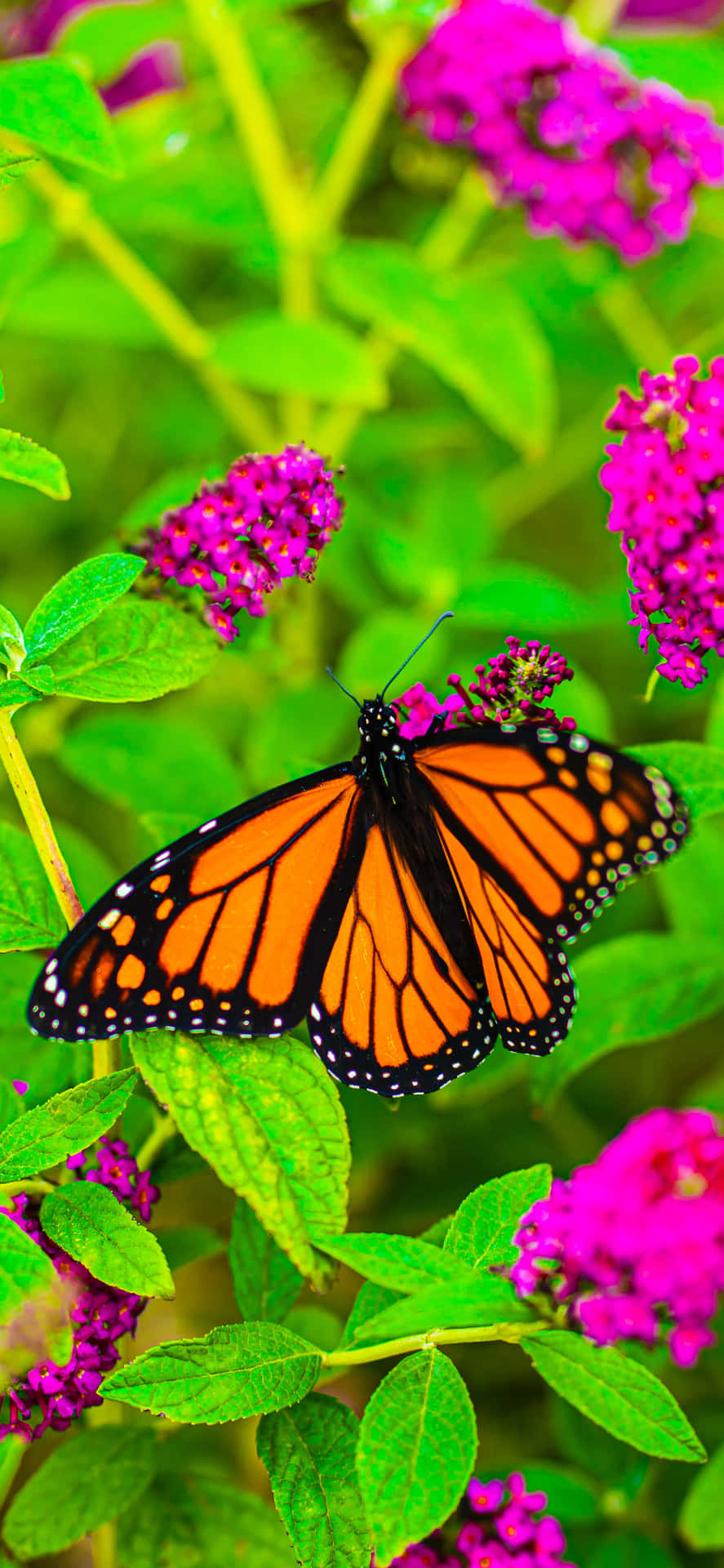 Monarch Butterfly On Butterfly Bush Wallpaper
