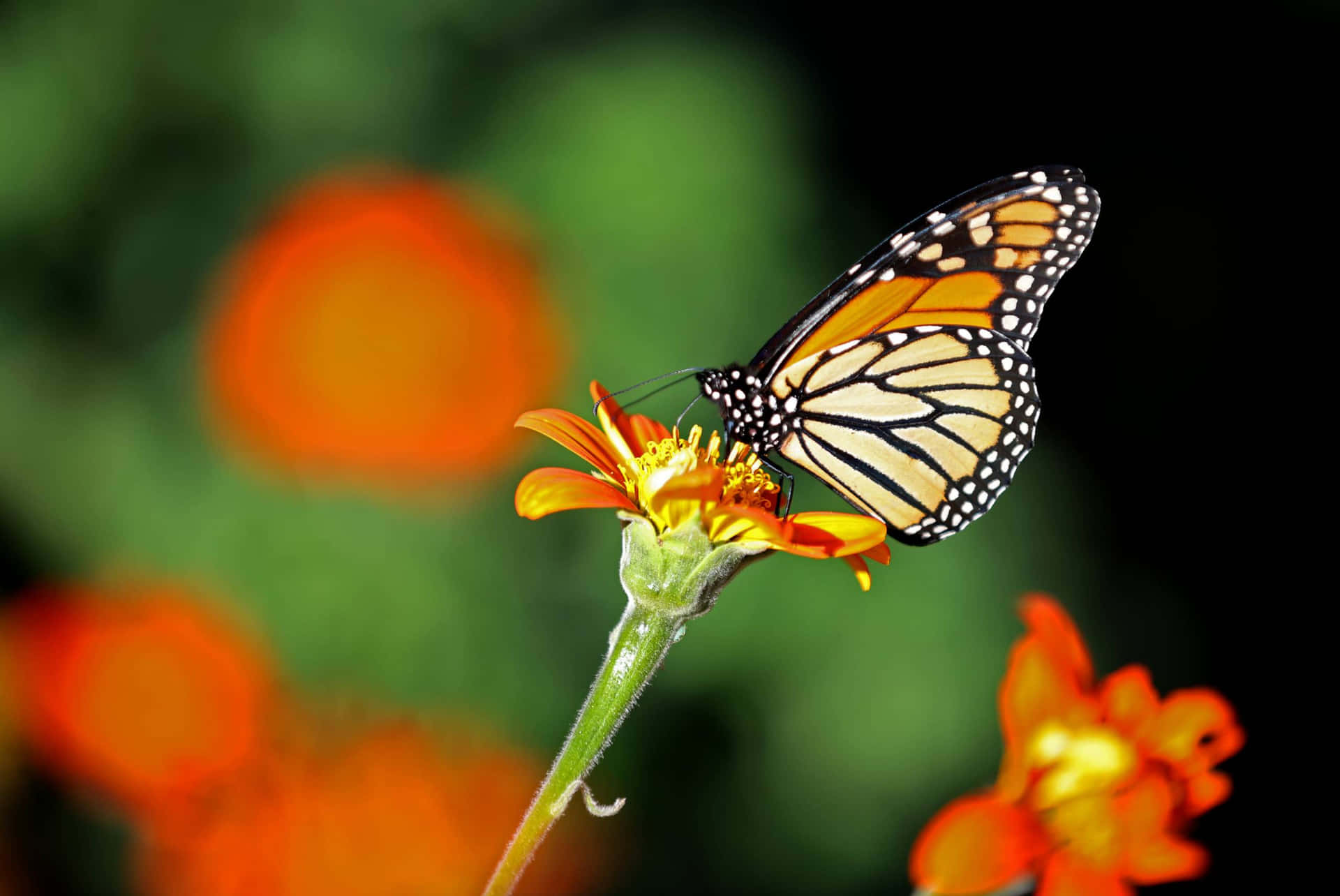 Monarch Butterfly On Orange Flower Wallpaper