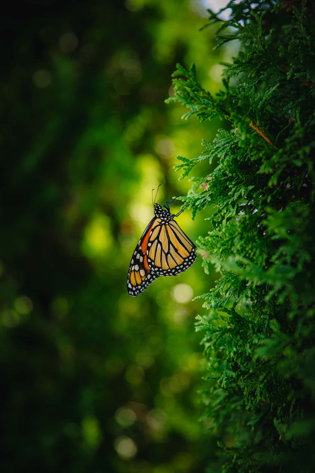 Monarch Butterfly On Pine Tree Wallpaper