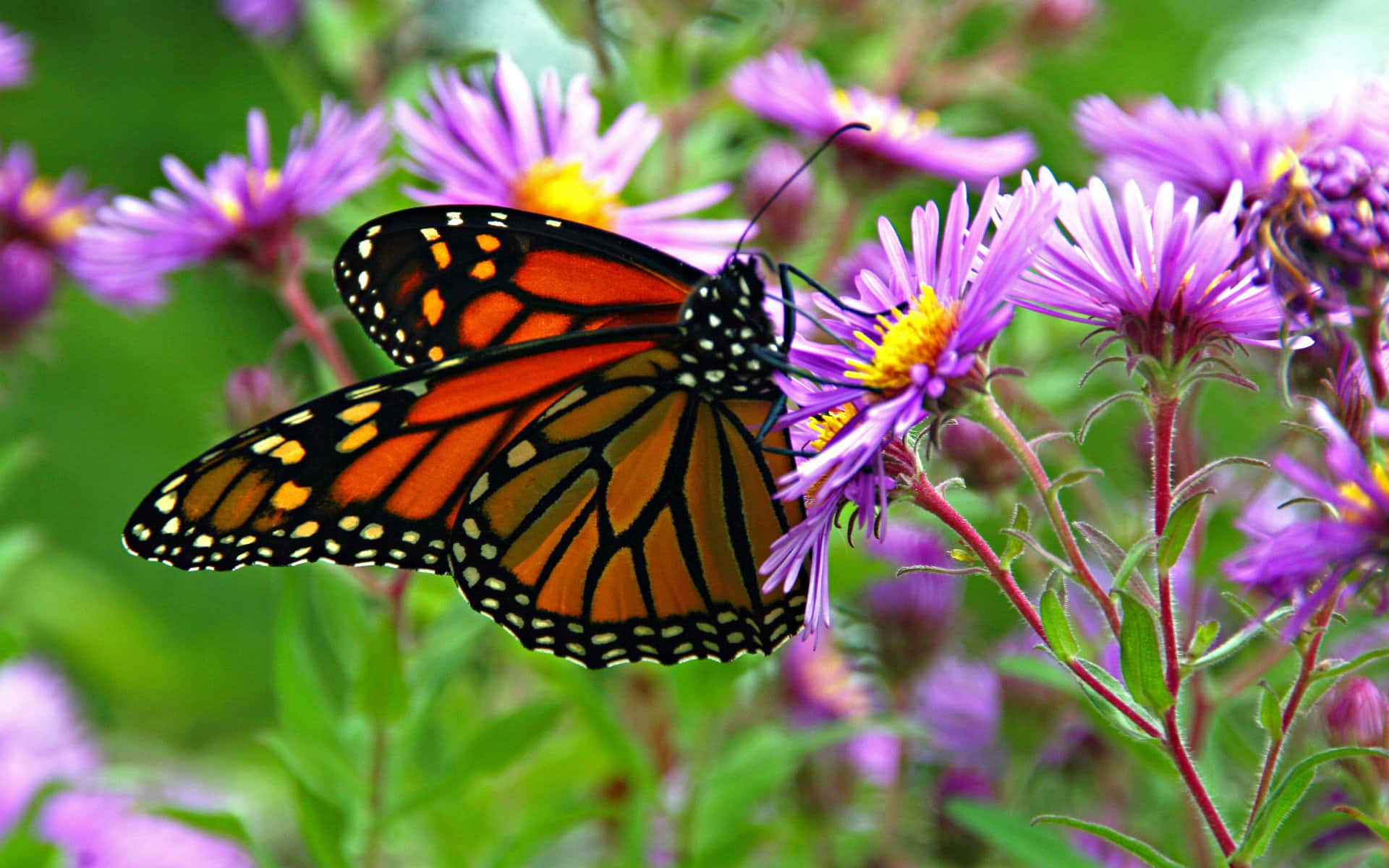 Monarch Butterfly On Purple Aster Flower Wallpaper
